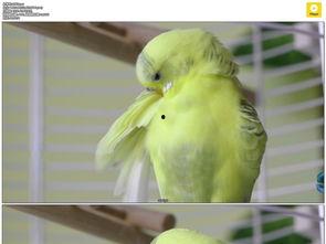成人鹦鹉的视频,揭秘成人鹦鹉的日常生活与互动瞬间